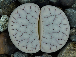 Lithops gracilidelineata C 367