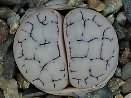 Lithops gracilidelineata C 373