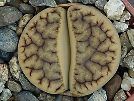 Lithops gracilidelineata ssp. brandbergensis C 394