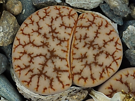 Lithops gracilidelineata v. waldroniae C 189
