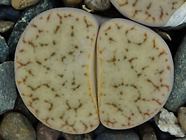 Lithops gracilidelineata v. waldroniae C 243