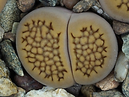 Lithops hallii C 022