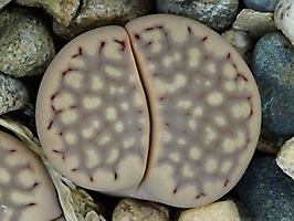 Lithops hallii C 045