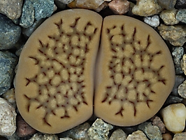 Lithops hallii C 050