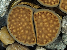 Lithops hallii C 087
