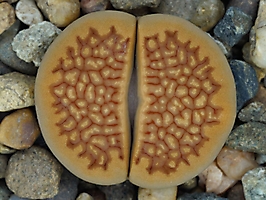 Lithops hallii C 094