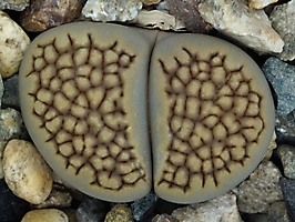 Lithops hallii C 119