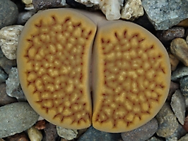 Lithops hallii C 136
