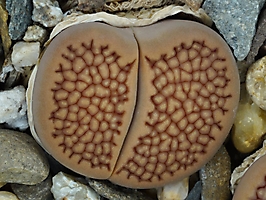 Lithops hallii C 158