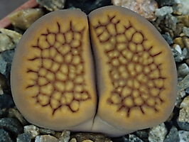 Lithops hallii C 174
