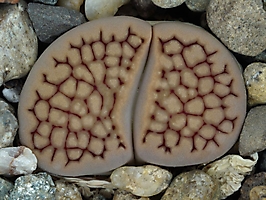 Lithops hallii C 375