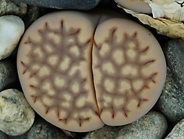 Lithops hallii Geelkop