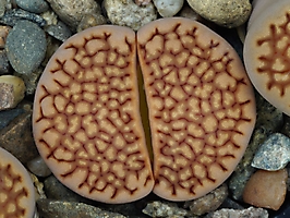 Lithops hallii v. ochracea C 059