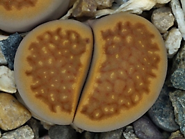 Lithops hallii v. ochracea C 098