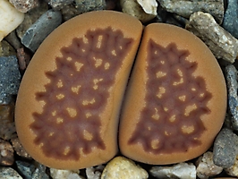 Lithops hallii v. ochracea C 111