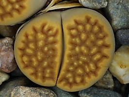 Lithops hallii v. ochracea C 142a