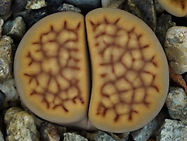 Lithops hallii v. ochracea C 303