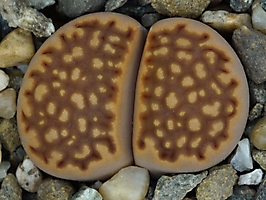 Lithops hallii v. ochracea C 372