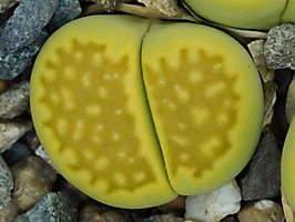 Lithops hallii v. ochracea 'Green Soapstone' C 111A
