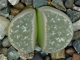 Lithops helmutii C 271