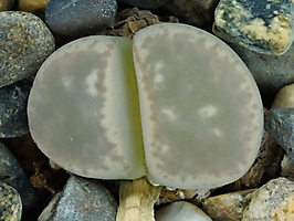Lithops hermetica SH 2003