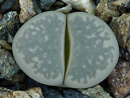 Lithops herrei C 213