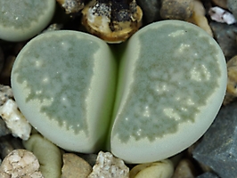 Lithops herrei C 235