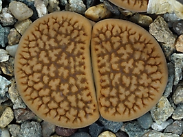 Lithops hookeri C 023