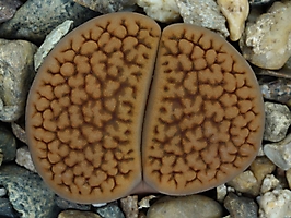 Lithops hookeri C 051