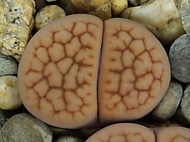 Lithops hookeri C 110