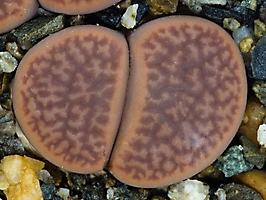 Lithops hookeri C 114