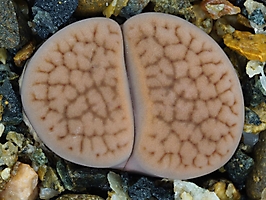 Lithops hookeri C 118