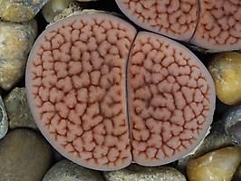Lithops hookeri C 335