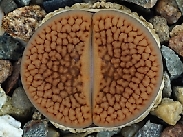 Lithops hookeri C 336