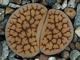 Lithops hookeri f. vermiculate