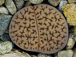 Lithops hookeri v. dabneri C 013