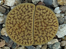 Lithops hookeri v. dabneri C 085