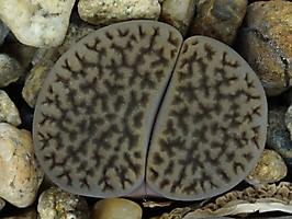 Lithops hookeri v. dabneri C 301