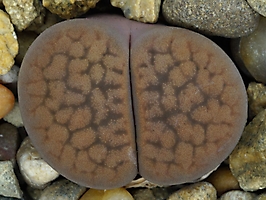 Lithops hookeri v. elephina C 092