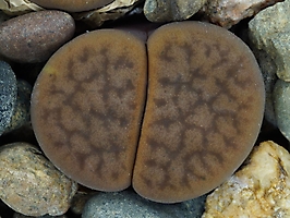 Lithops hookeri v. elephina C 093