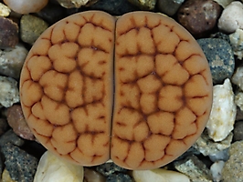Lithops hookeri v. lutea C 038
