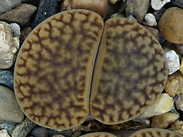 Lithops hookeri v. marginata C 035