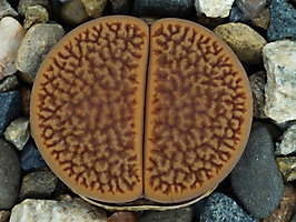 Lithops hookeri v. marginata C 089