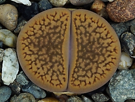 Lithops hookeri v. marginata C 137