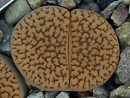 Lithops hookeri v. marginata C 154