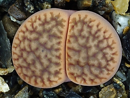 Lithops hookeri v. marginata C 155