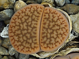 Lithops hookeri v. marginata C 337