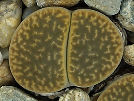 Lithops hookeri v. marginata C 338