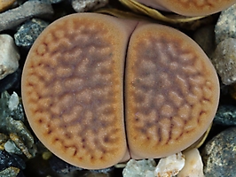 Lithops hookeri v. subfenestrata 'brunneovioacea' C 019