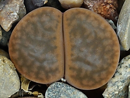 Lithops hookeri v. subfenestrata C 021